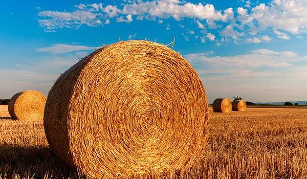 Biosprit aus nachwachsenden Rohstoffen